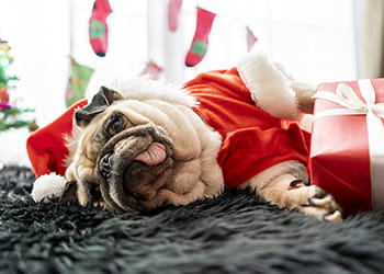 pug dog in a Christmas outfit