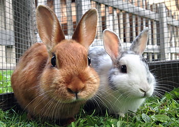 Two pet rabbits in a hutch