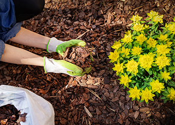 Person wearing gardening gloves spreading mulch on a garden bed