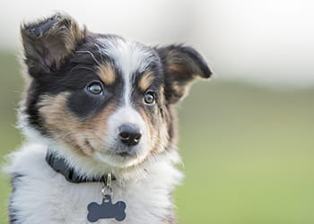 Border collie puppy outside
