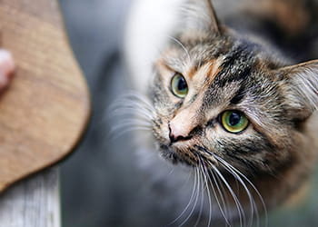 Cat looking up at a chopping board with food