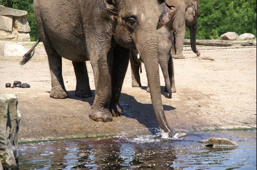 Berlin Zoo Elephant