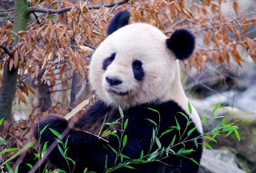 Vienna Zoo Panda