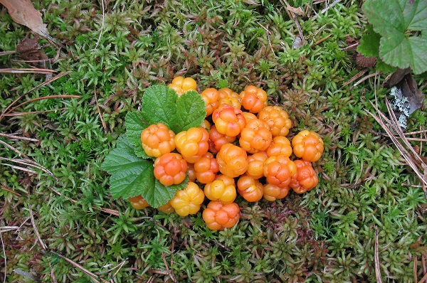 Cloudberries