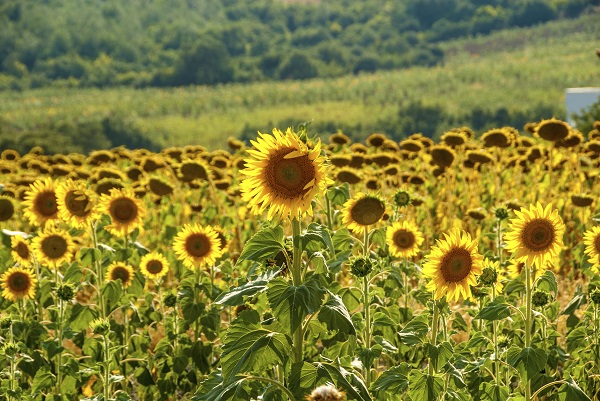 Sunflowers