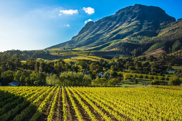 Stellenbosch Vineyards