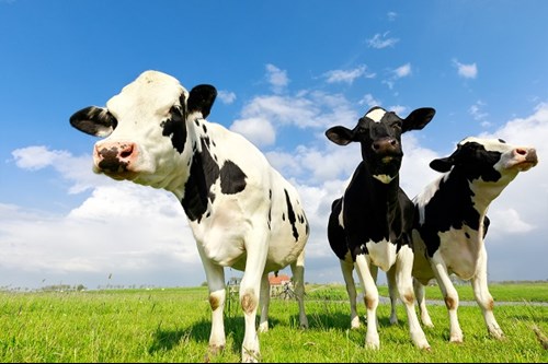 Dutch Cows