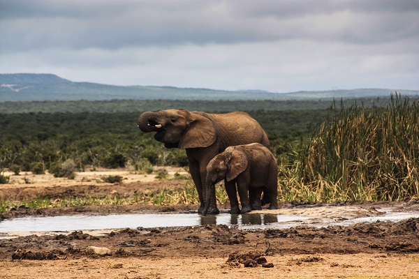 Addo National Park