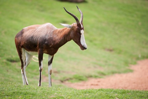 Valencia Bioparc Blesbok