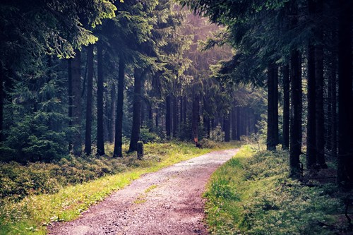 Thuringian Forest National Park