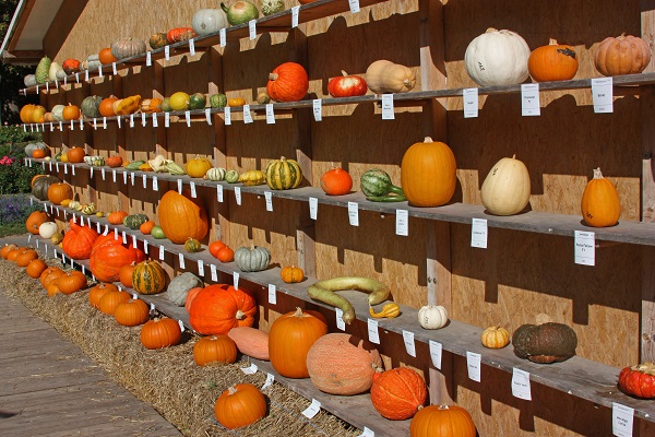 Pumpkin Display