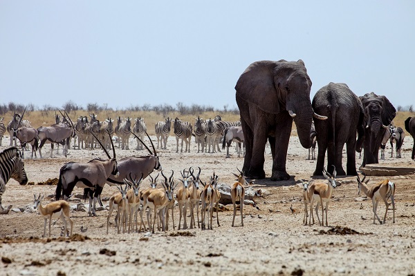 Chobe National Park