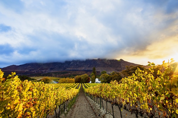 Constantia Vineyards