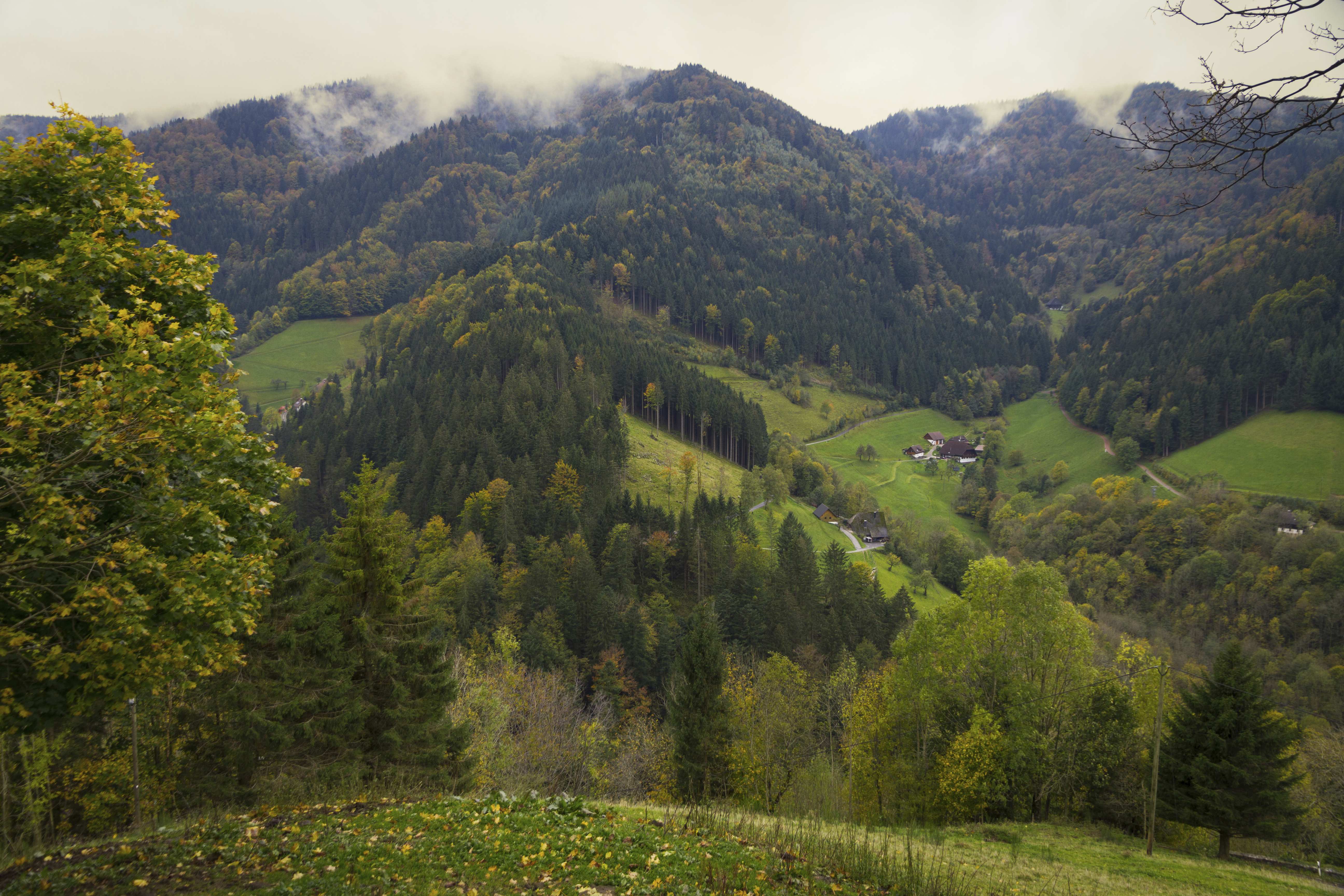 Black Forest National Park