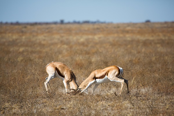 Central Kalahari Game Reserve