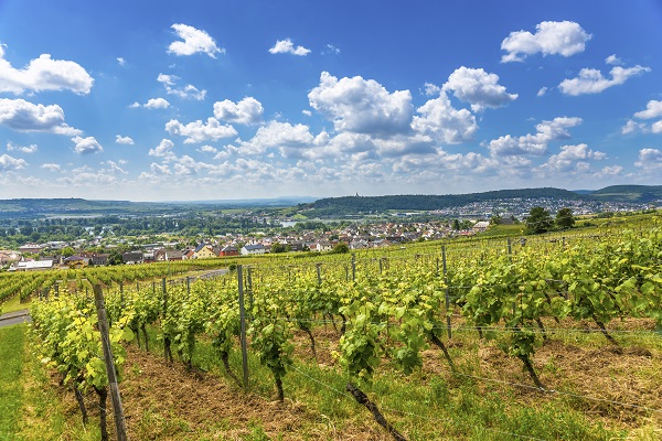 Rhineland Vineyard