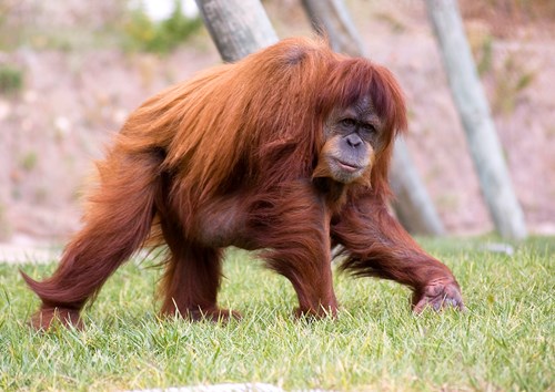 Lisbon Zoo Orangutan