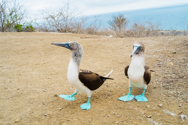 Blue-Footed Boobies