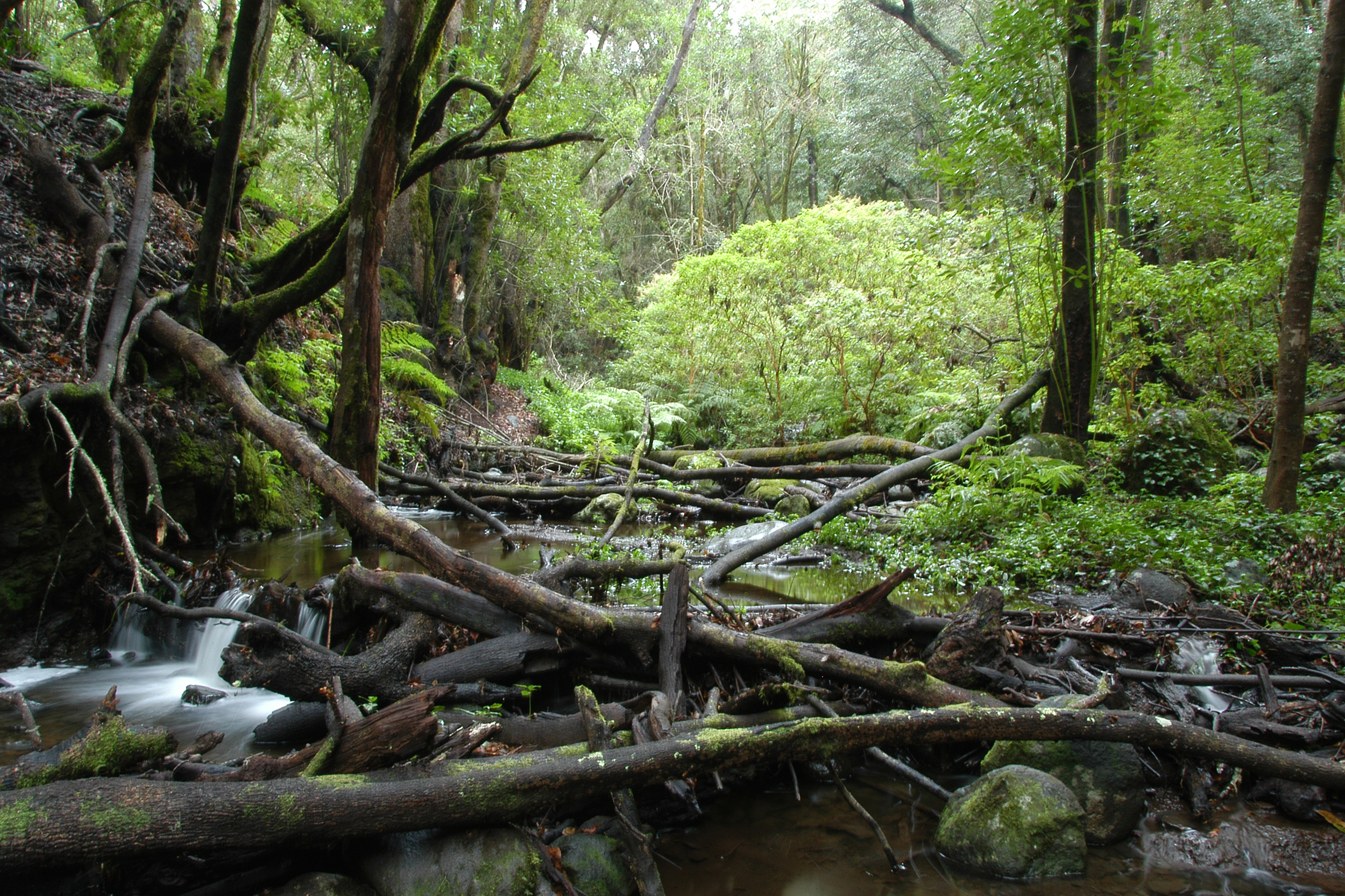 Garajonay National Park