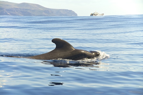 Whale Watching Canary Islands