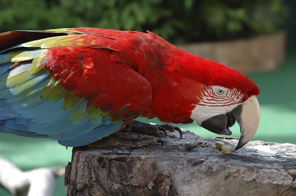 Parrot, Loro Park