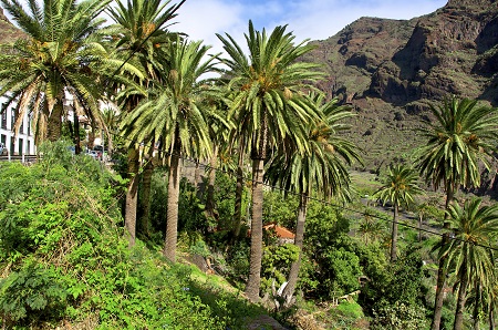 La Gomeran Palm Tree