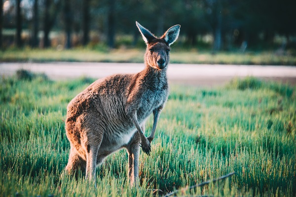 Kangaroo Perth