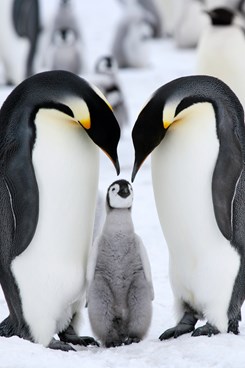 Emperor Penguins And Baby