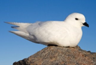 Snow Petrel