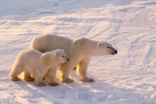 Polar Bear And Cub