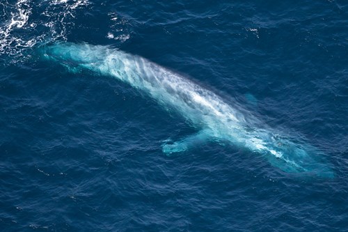 Blue Whale