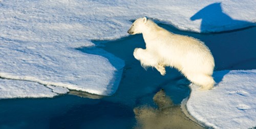 Polar Bear Jumping