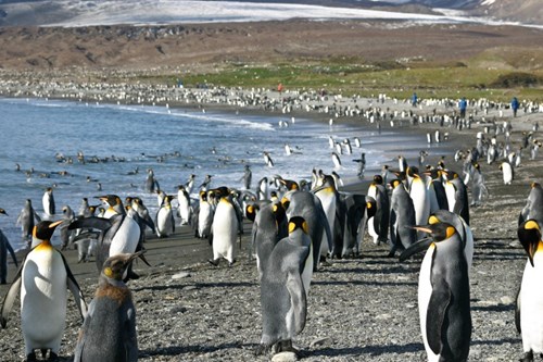 Penguins On Beach