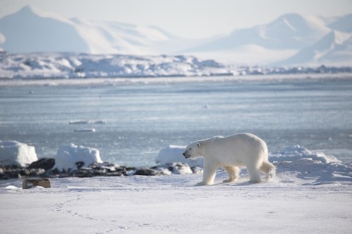 Polar Bear Squinting