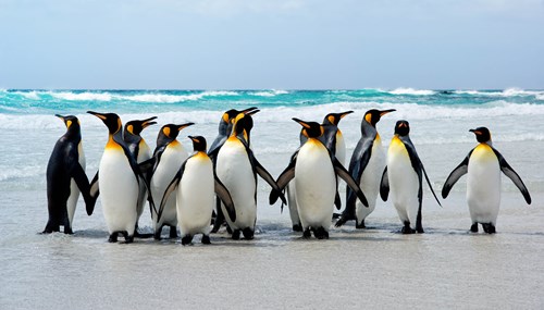 King Penguins On Beach