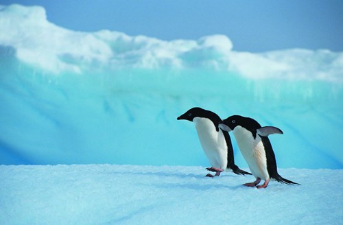 Adelie Penguins