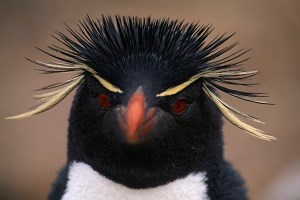 Macaroni Penguin