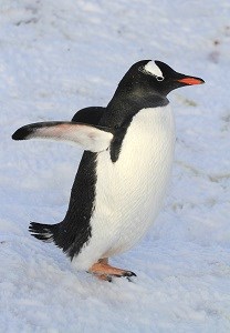 Gentoo Penguin