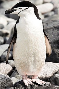 Chinstrap Penguin