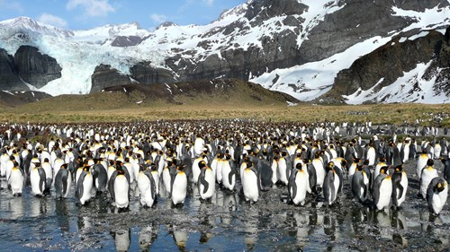 Penguin Colony South Georgia Island