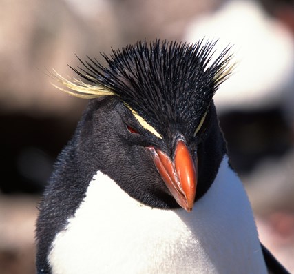 Rockhopper Penguin