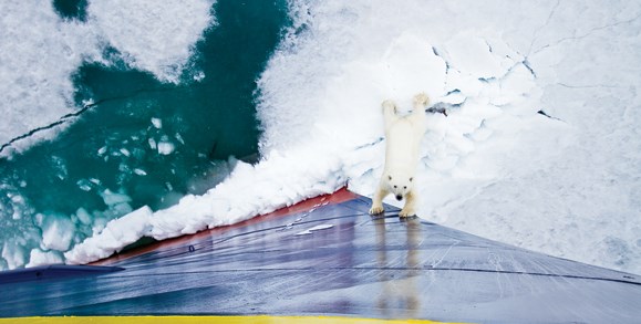 Polar Bear With Paws On Side Of Ship