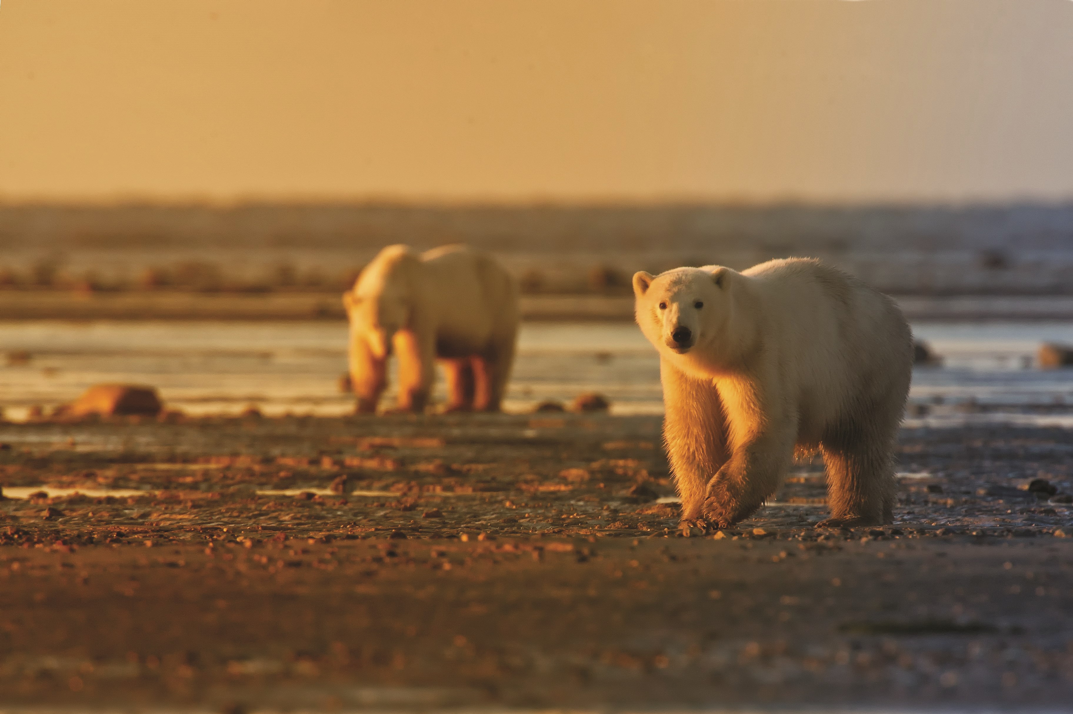 Polar Bears Roaming The Plains