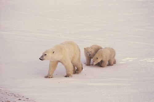 Polar Bear And Cubs