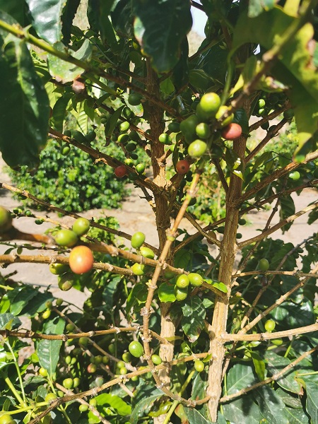 Coffee Beans Gran Canaria