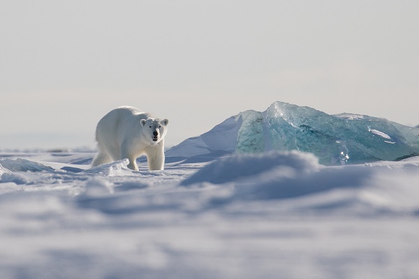 Polar Bear