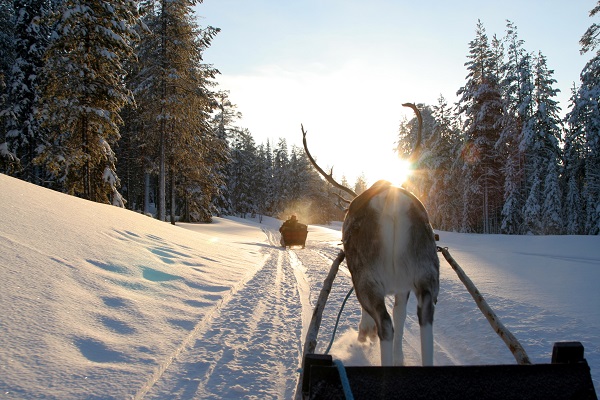 Reindeer Sledging