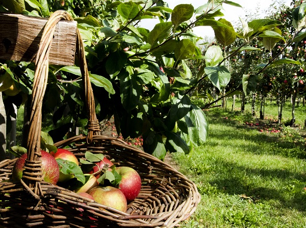 Cider Orchard