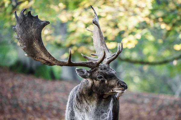 Aarhus Deer Park