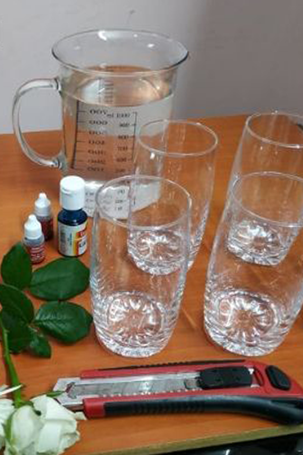 A glass jar and 4 glass beakers with some food colouring, a rose, and a knife.